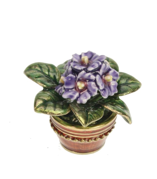 Pillendoosje plantje in pot