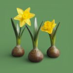 Bloembol vaasjes met narcis