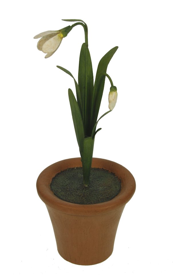 Sneeuwklokjes in pot
