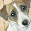 Dubbele Kaart Jack Russell