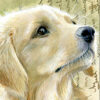 Dubbele kaart golden retriever