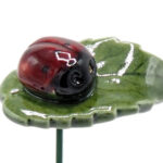 Plantenprikker Lieveheersbeestje op blad