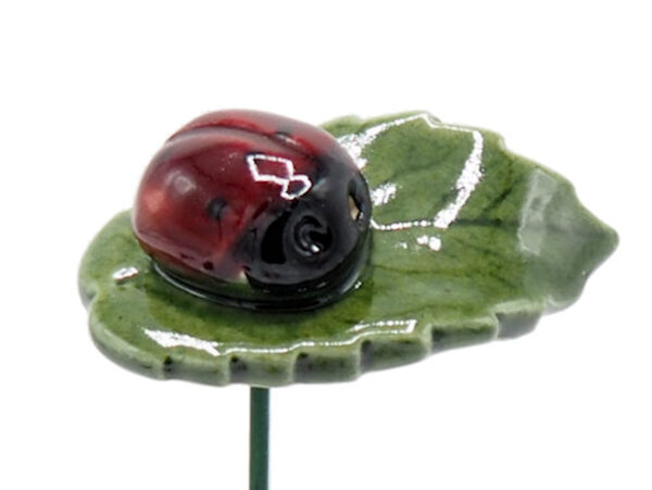 Plantenprikker Lieveheersbeestje op blad