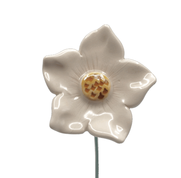 petunia wit petunia wit