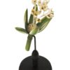 Botanische Bloem Wonderboom op voet