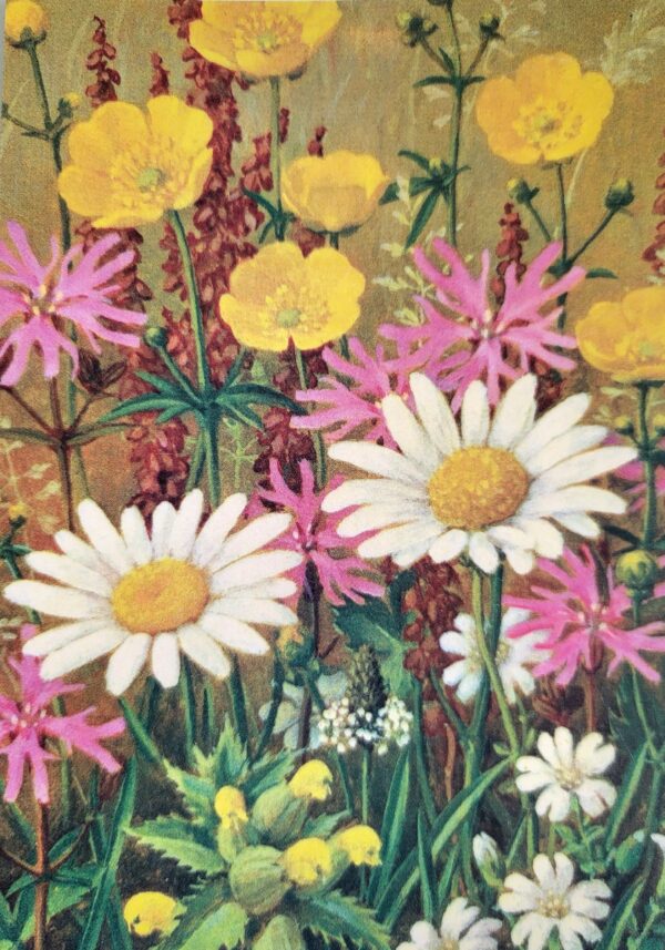K0071 Ansichtkaart Boterbloemen en madeliefjes